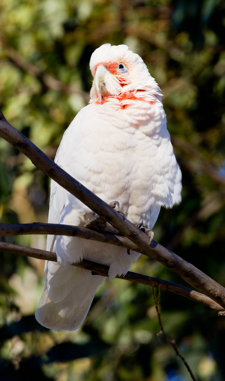 Long-billed Corella