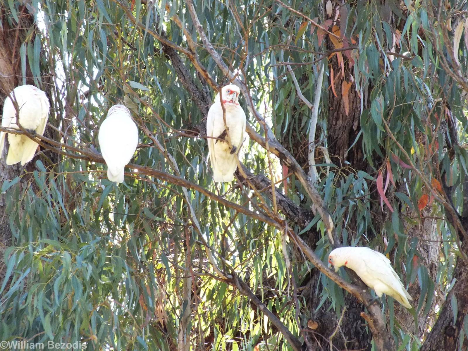 Long-billed Corella