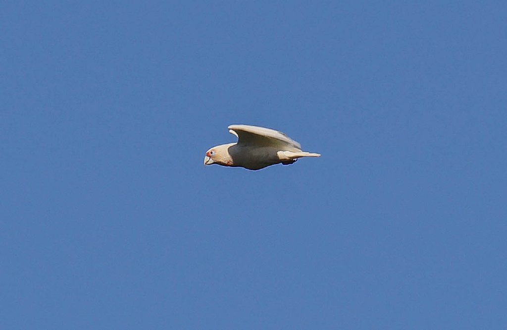 Long-billed Corella