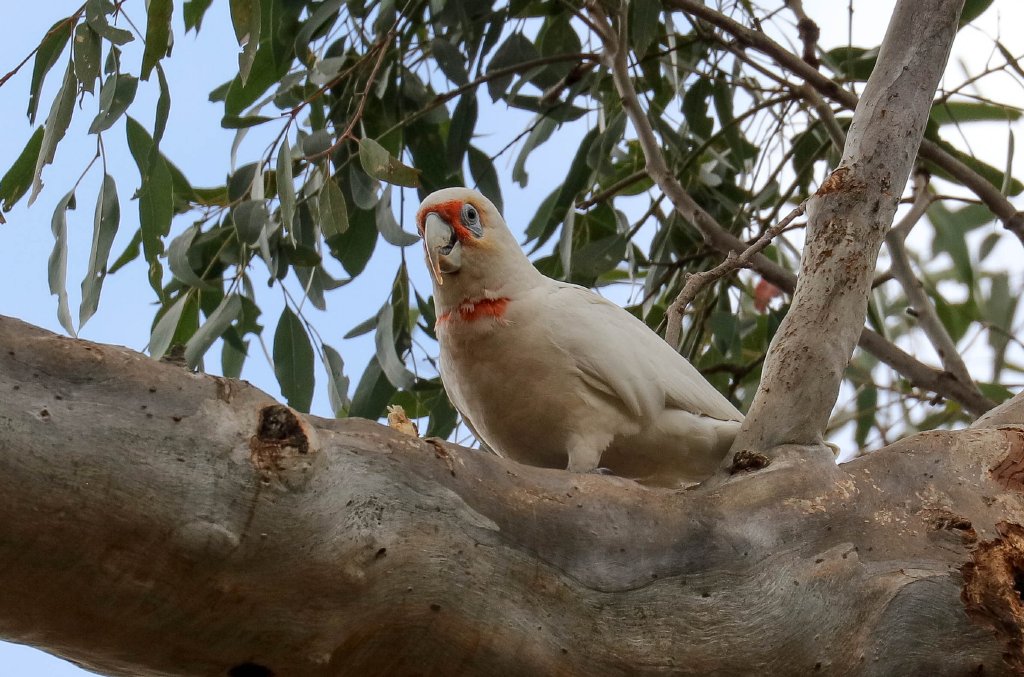 Long-billed Corella