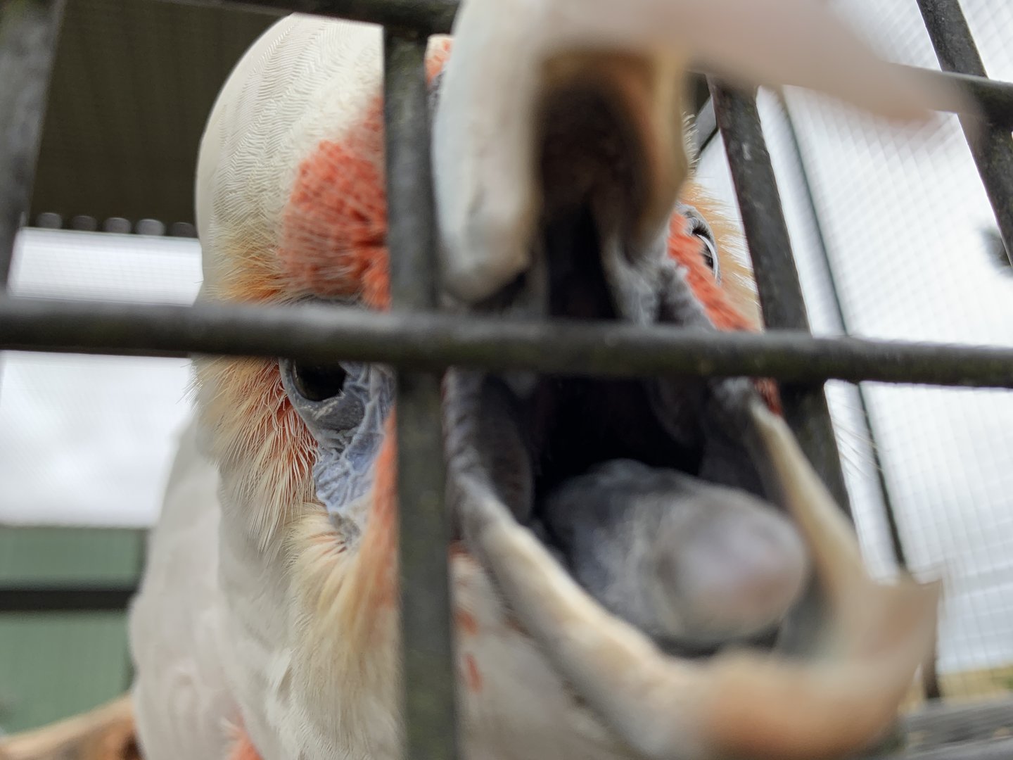 Long-billed Corella