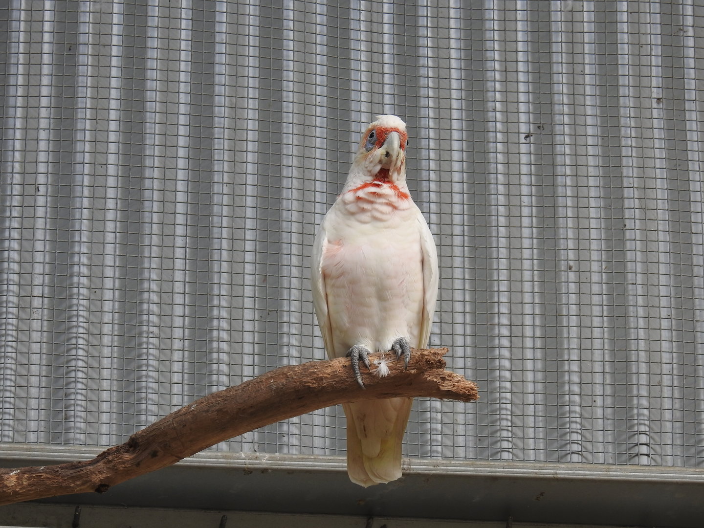 Long-Billed Corella