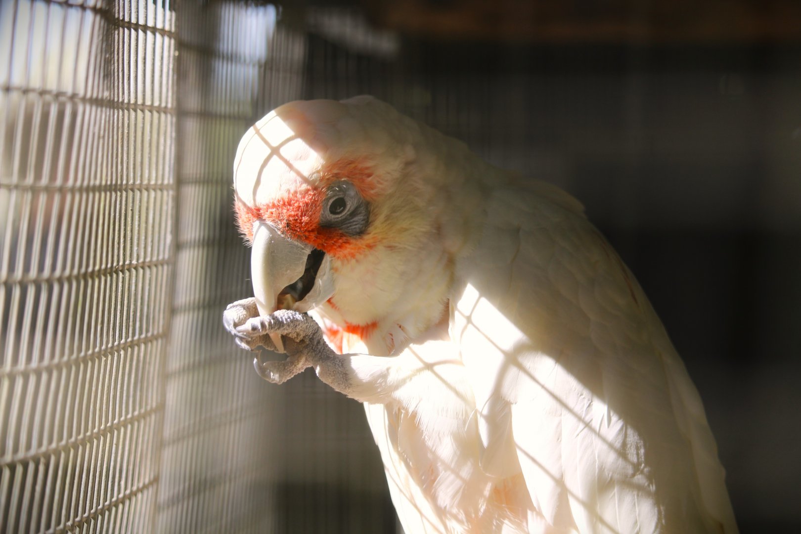 Long-billed Corella