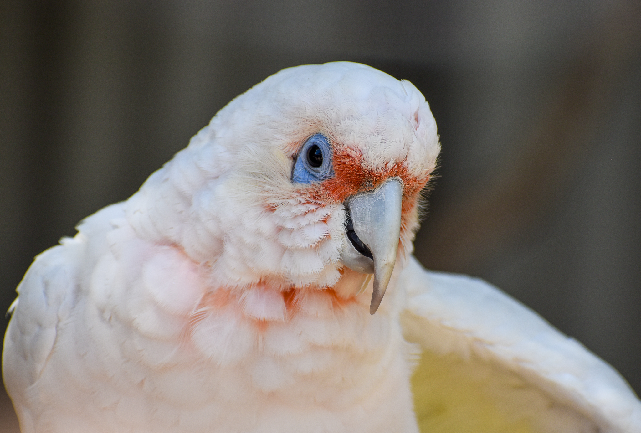 Long-billed Corella