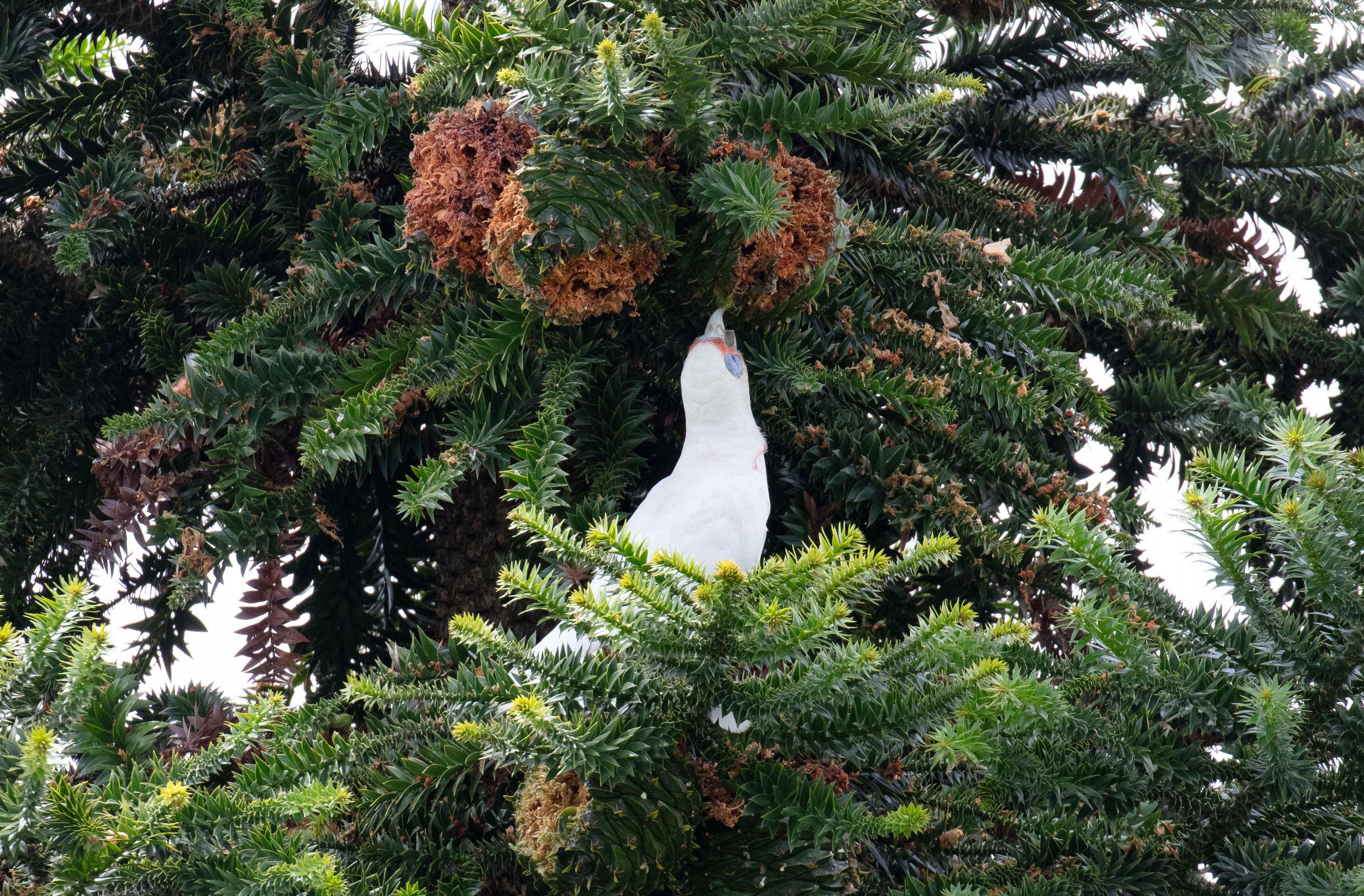 Long-billed Corella