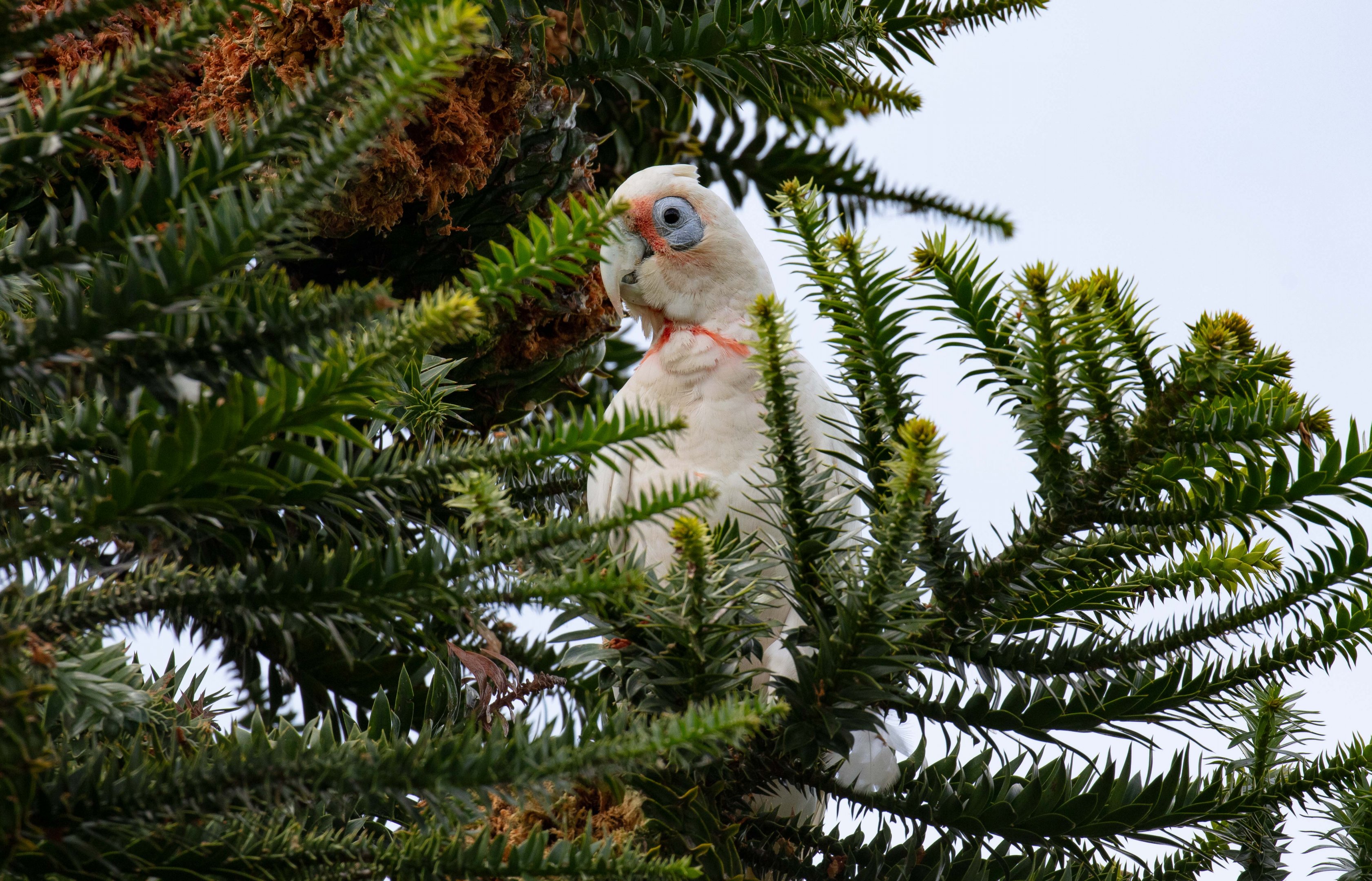 Long-billed Corella