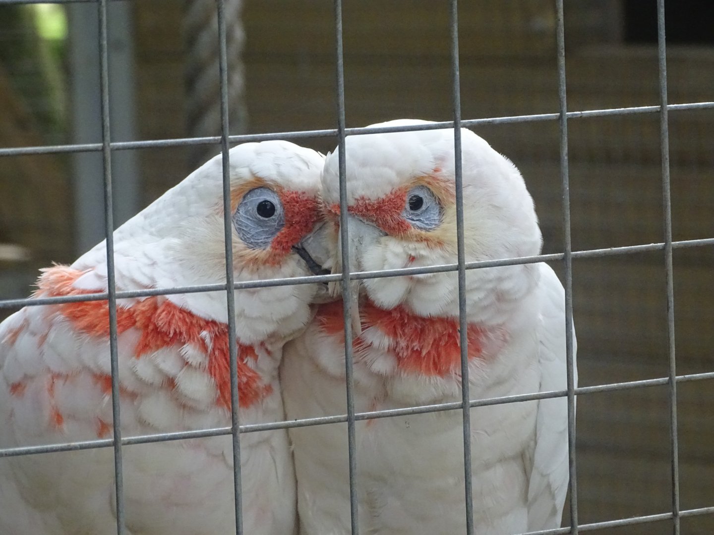 Long-billed Corellas, 16th October 2023