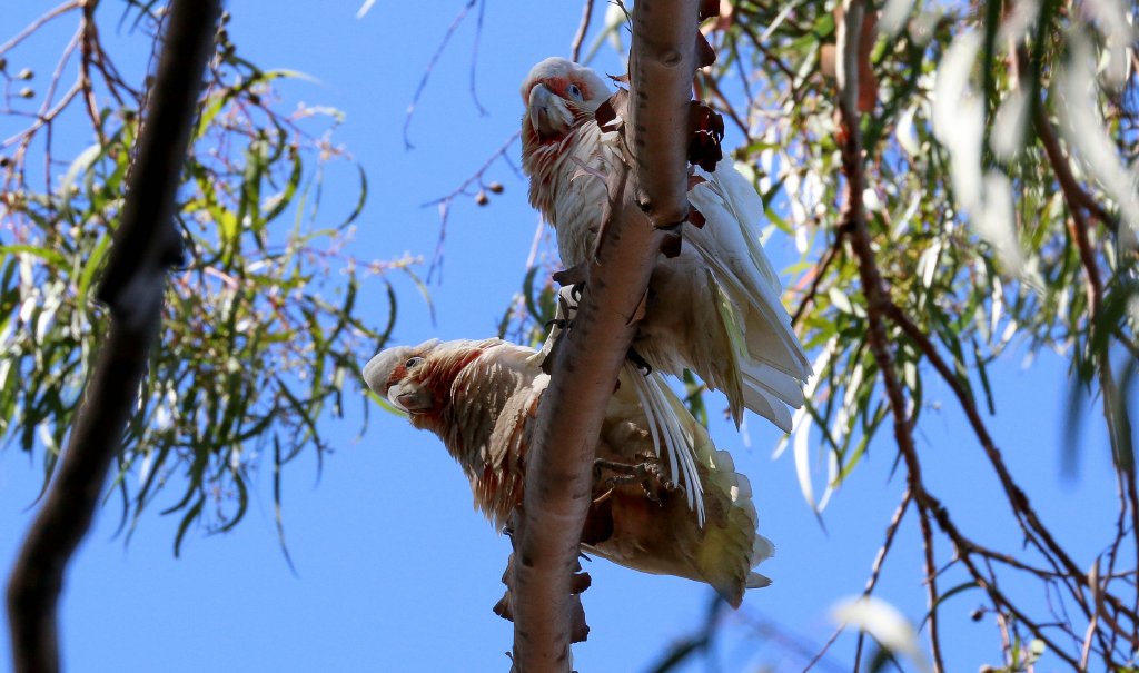 Long-billed Corellas