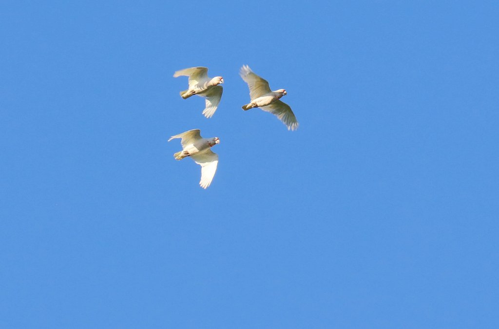 Long-billed Corellas