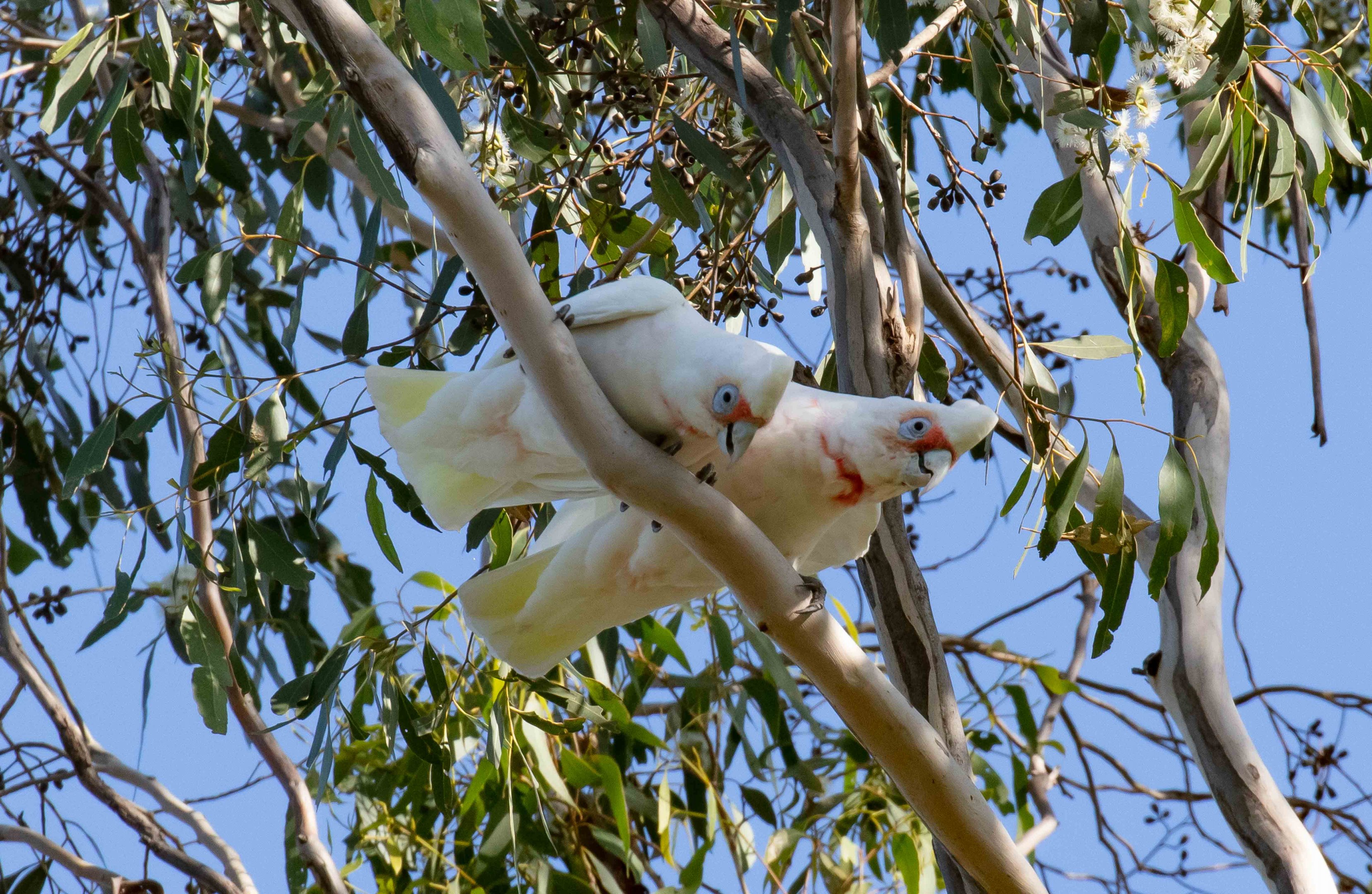 Long-billed Corellas
