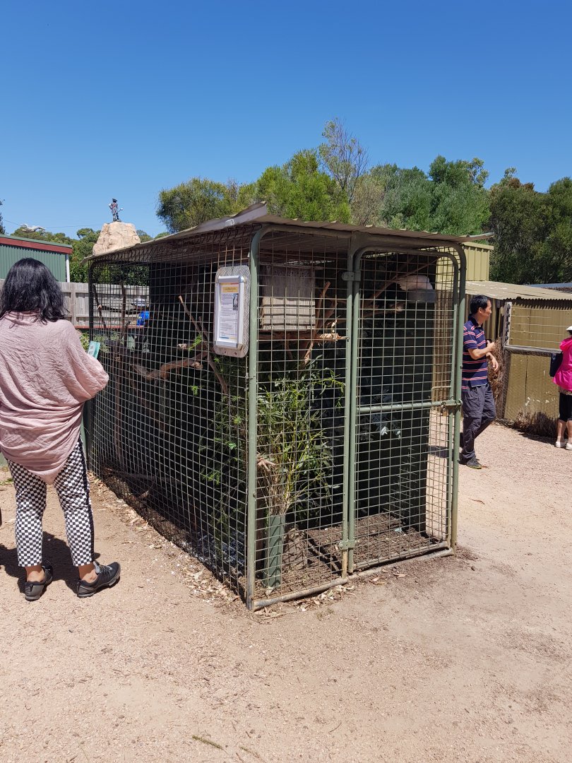 Long billed corrella aviary
