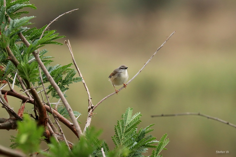 Long-Billed Crombec(Sylvietta rufescens)