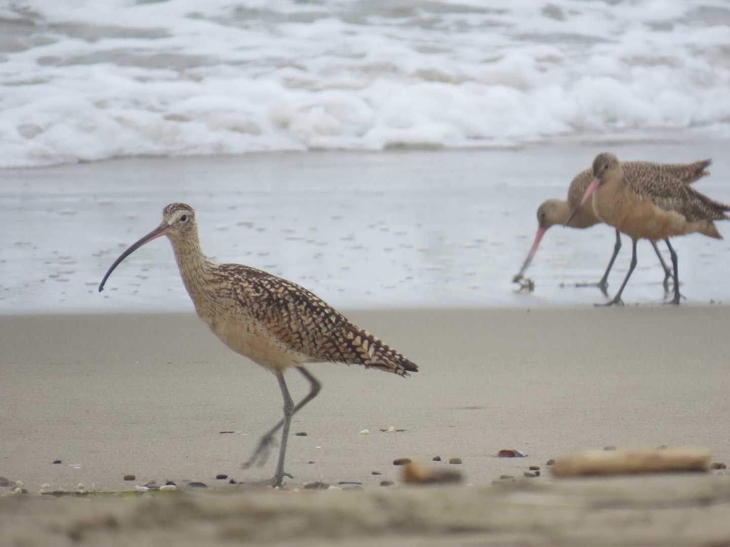 Long-billed Curlew (Numenius americanus) & Marbled Godwits (Limosa fedoa)