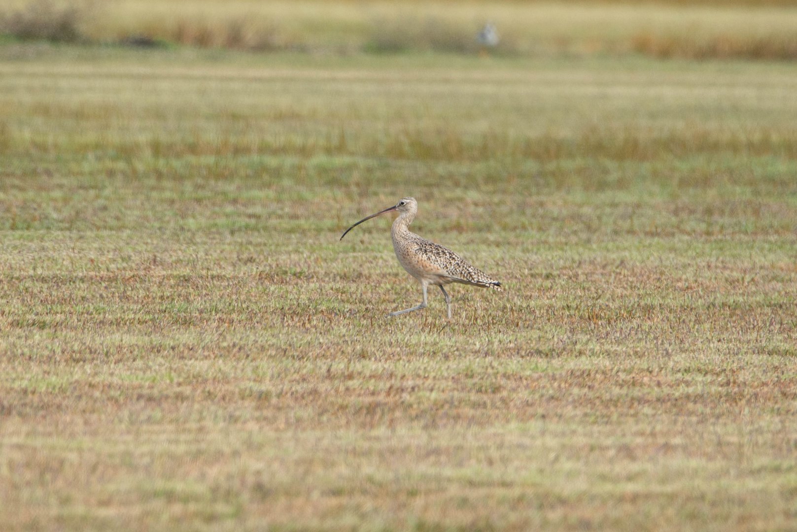 Long-billed Curlew- Numenius americanus