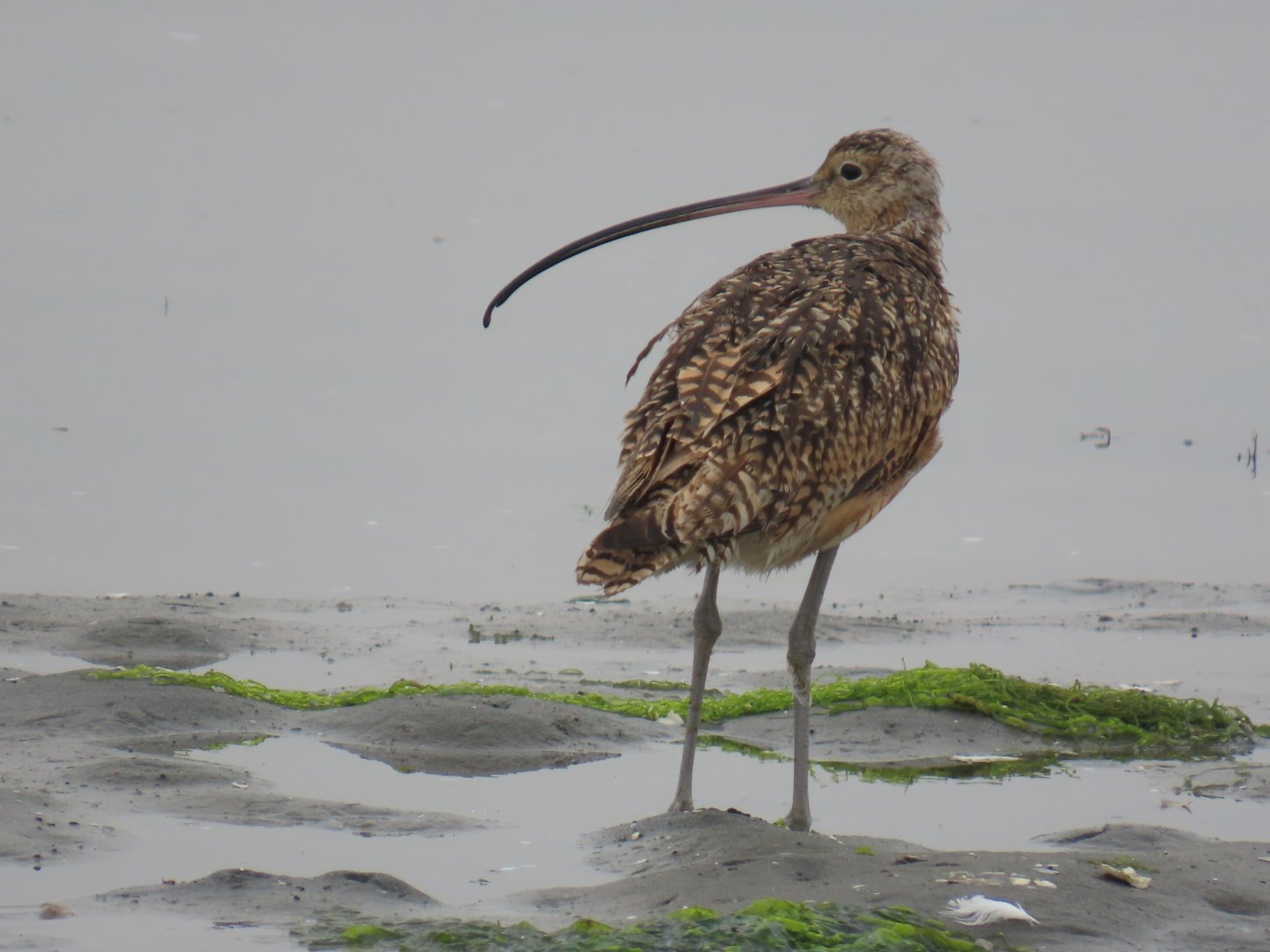 Long-billed Curlew (Numenius americanus)