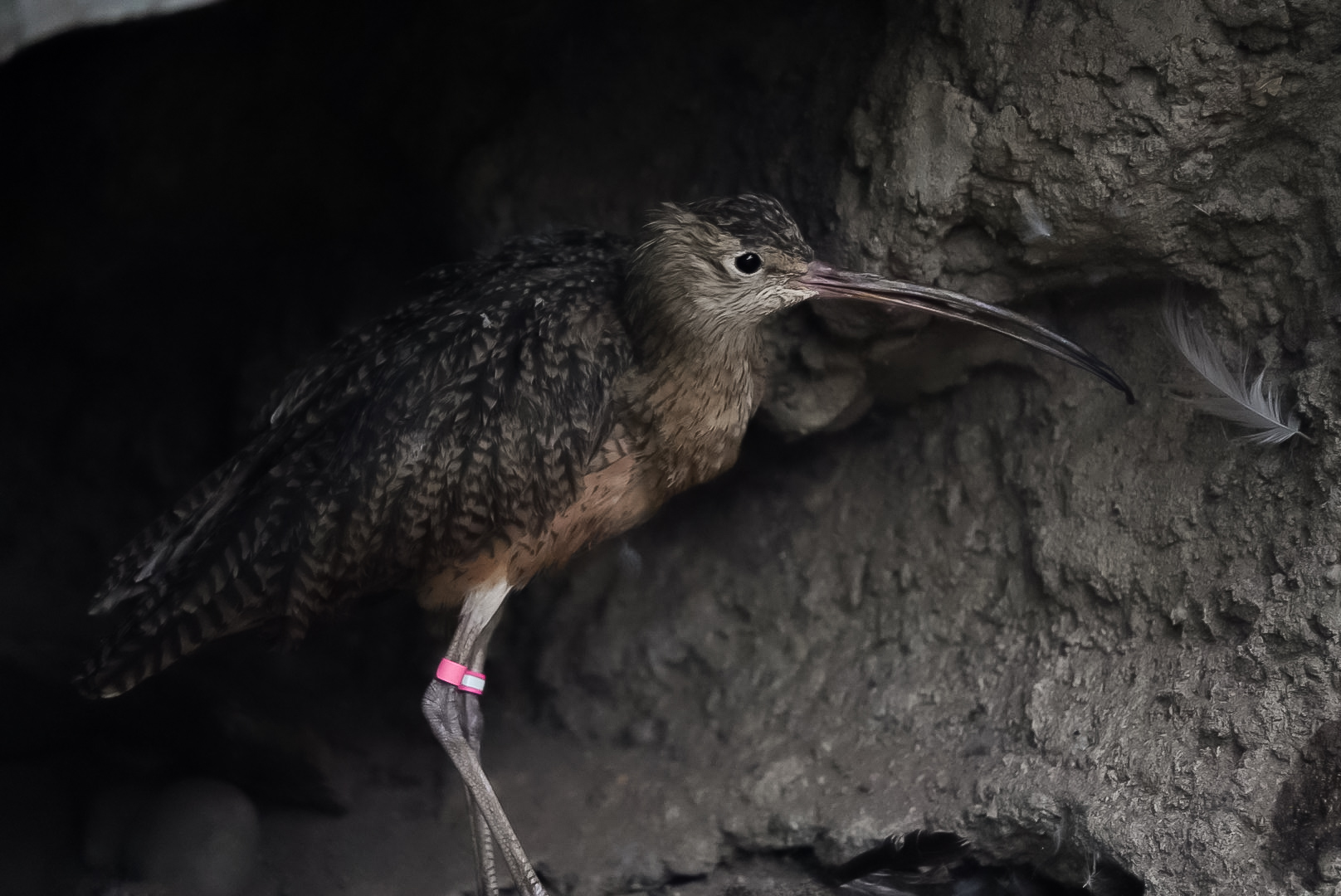 Long Billed Curlew (Uncle P)