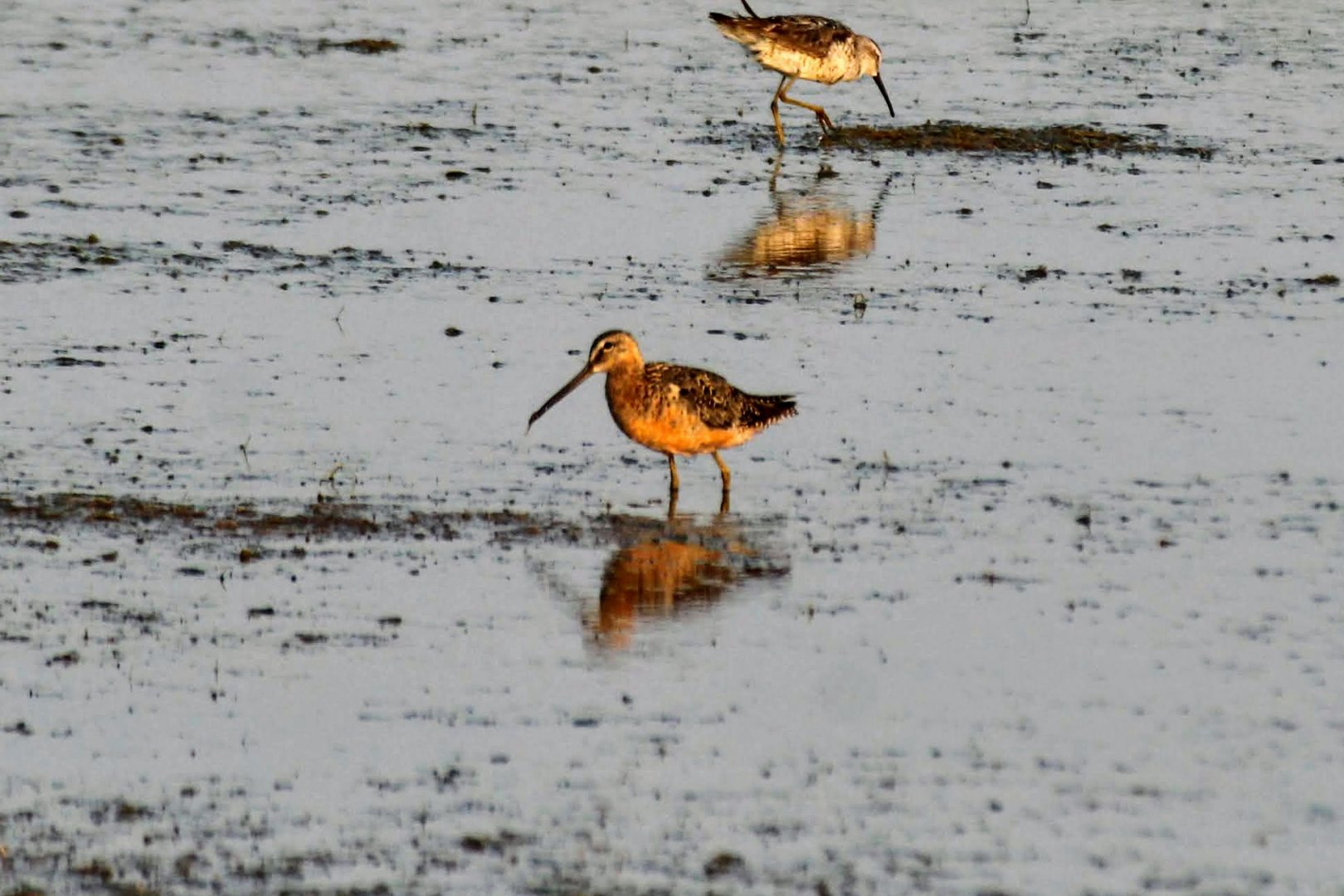 Long-billed Dowitcher