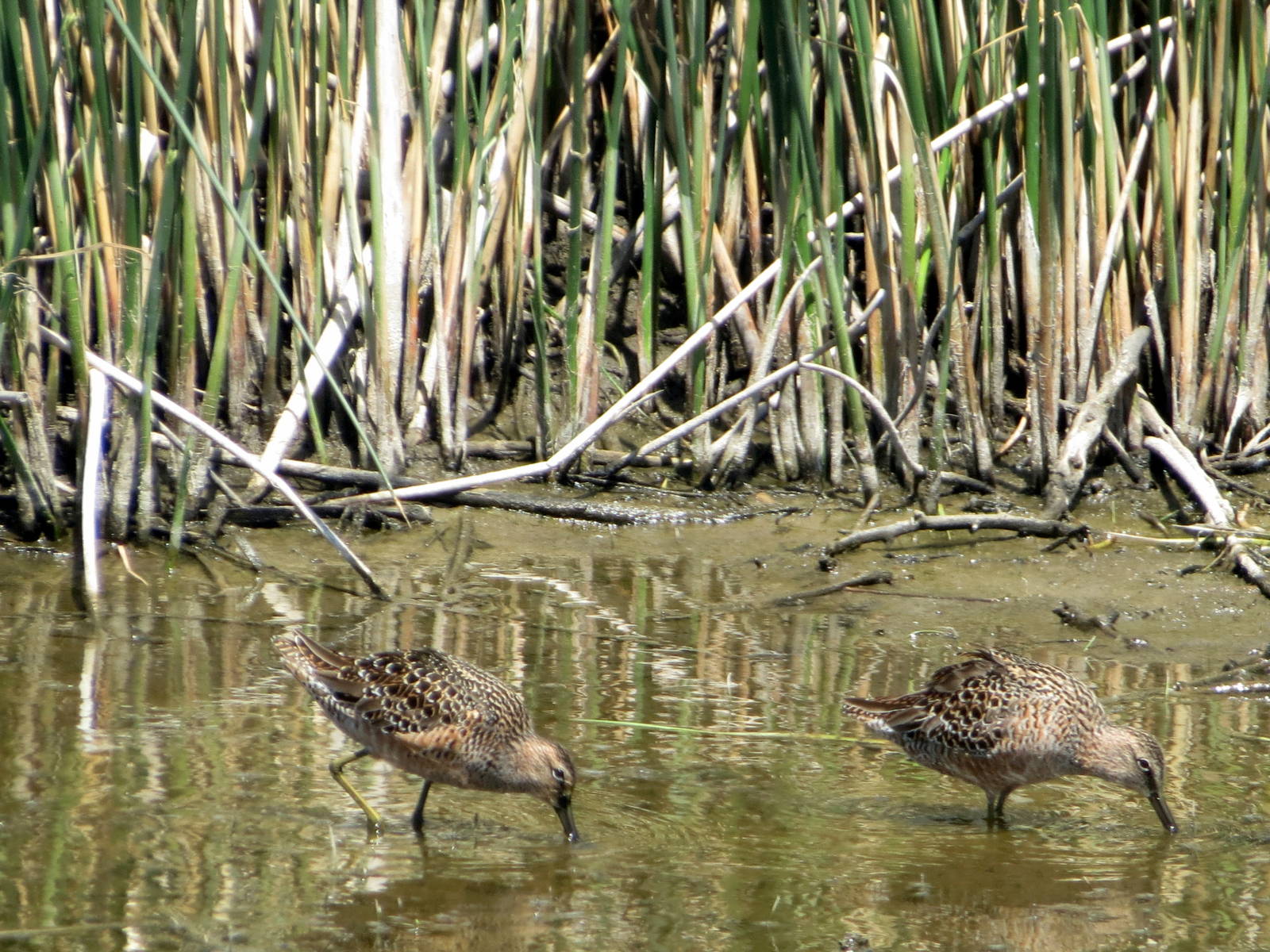 Long-billed Dowitchers