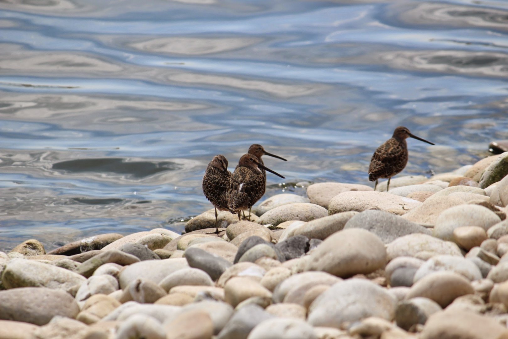 Long-billed Dowitchers