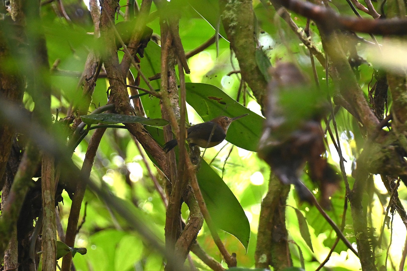 Long-billed Gnatwren (Ramphocaenus melanurus),