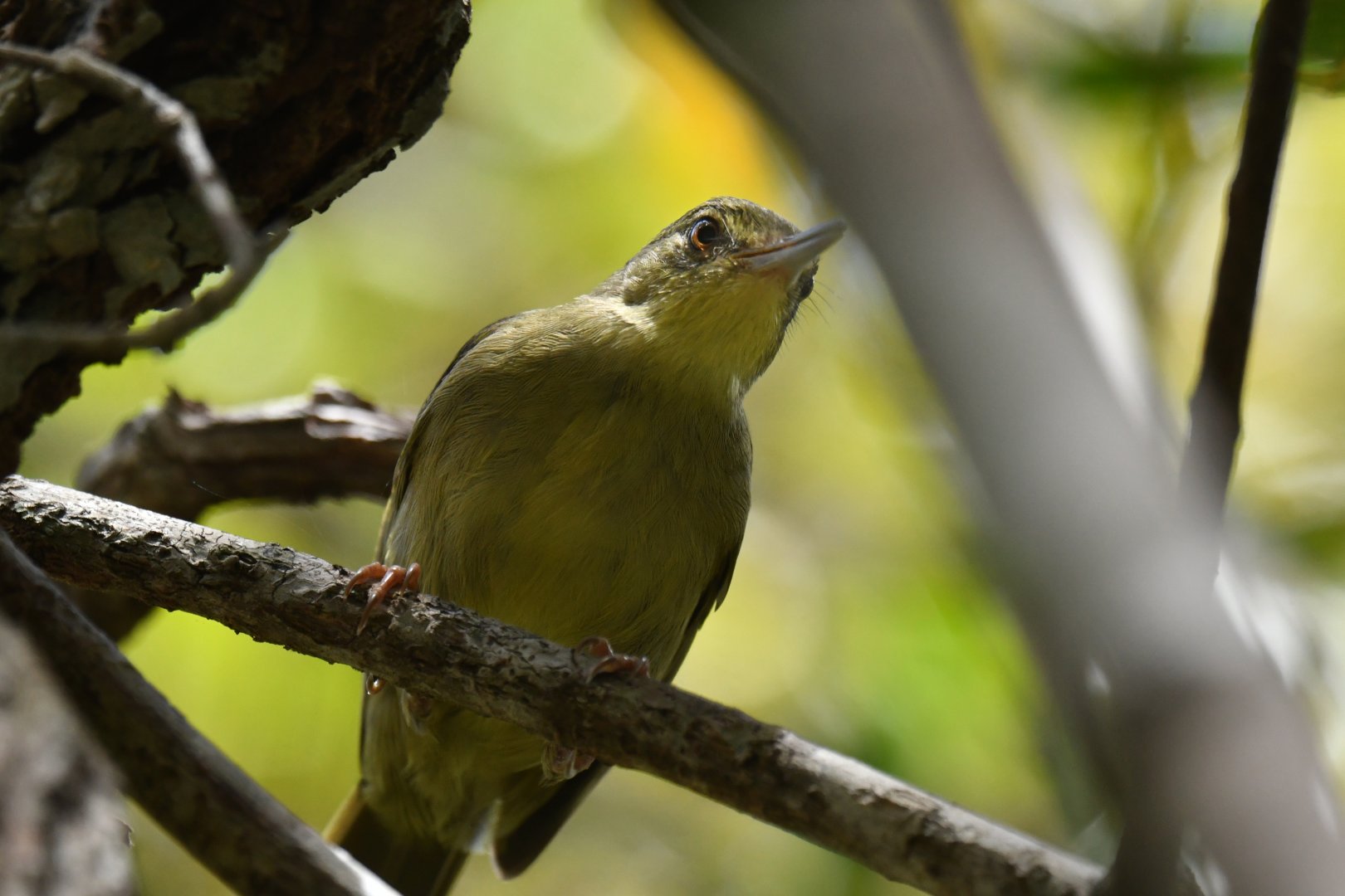 Long-billed Greenbul Bernieria madagascariensis