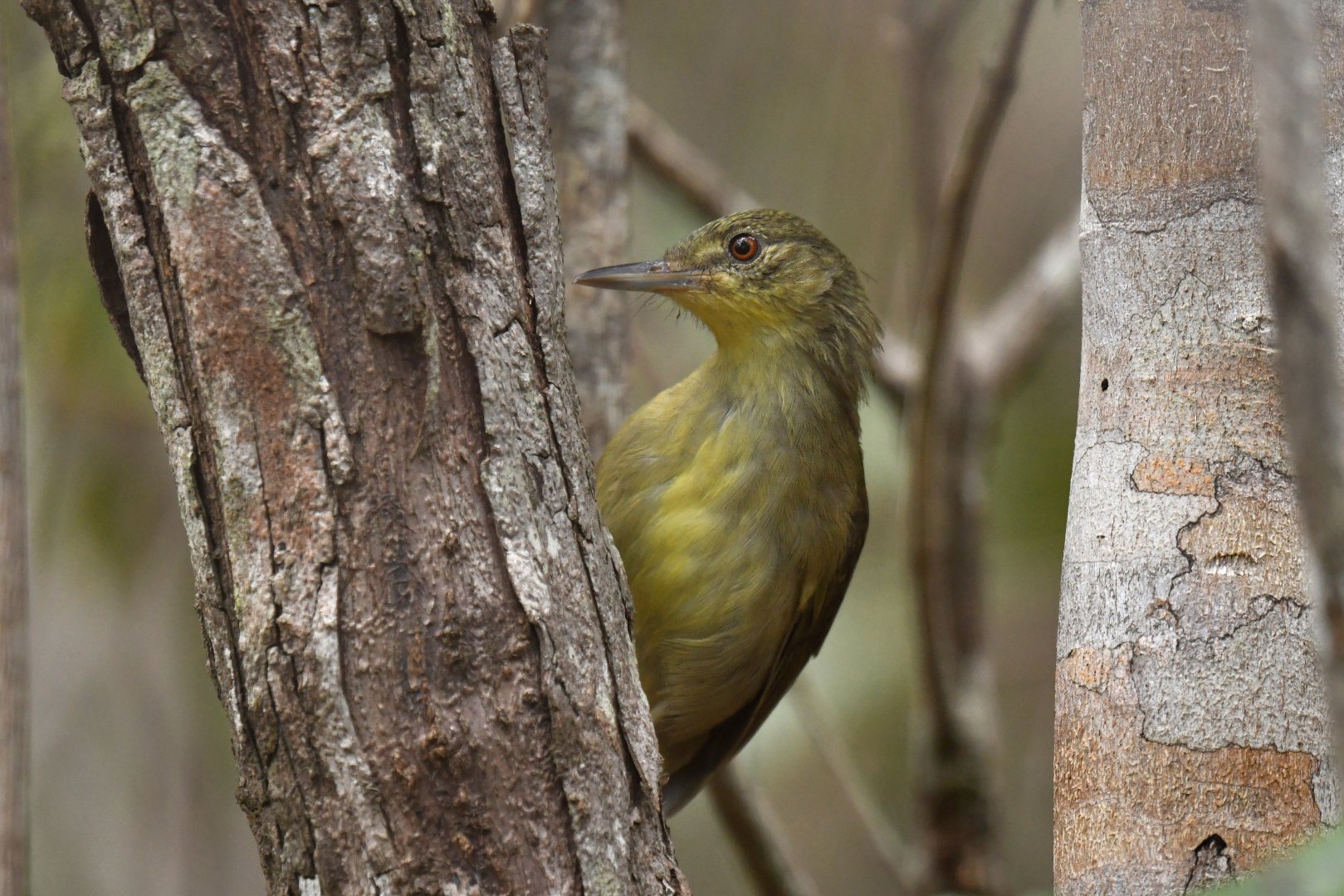 Long-billed Greenbul Bernieria madagascariensis