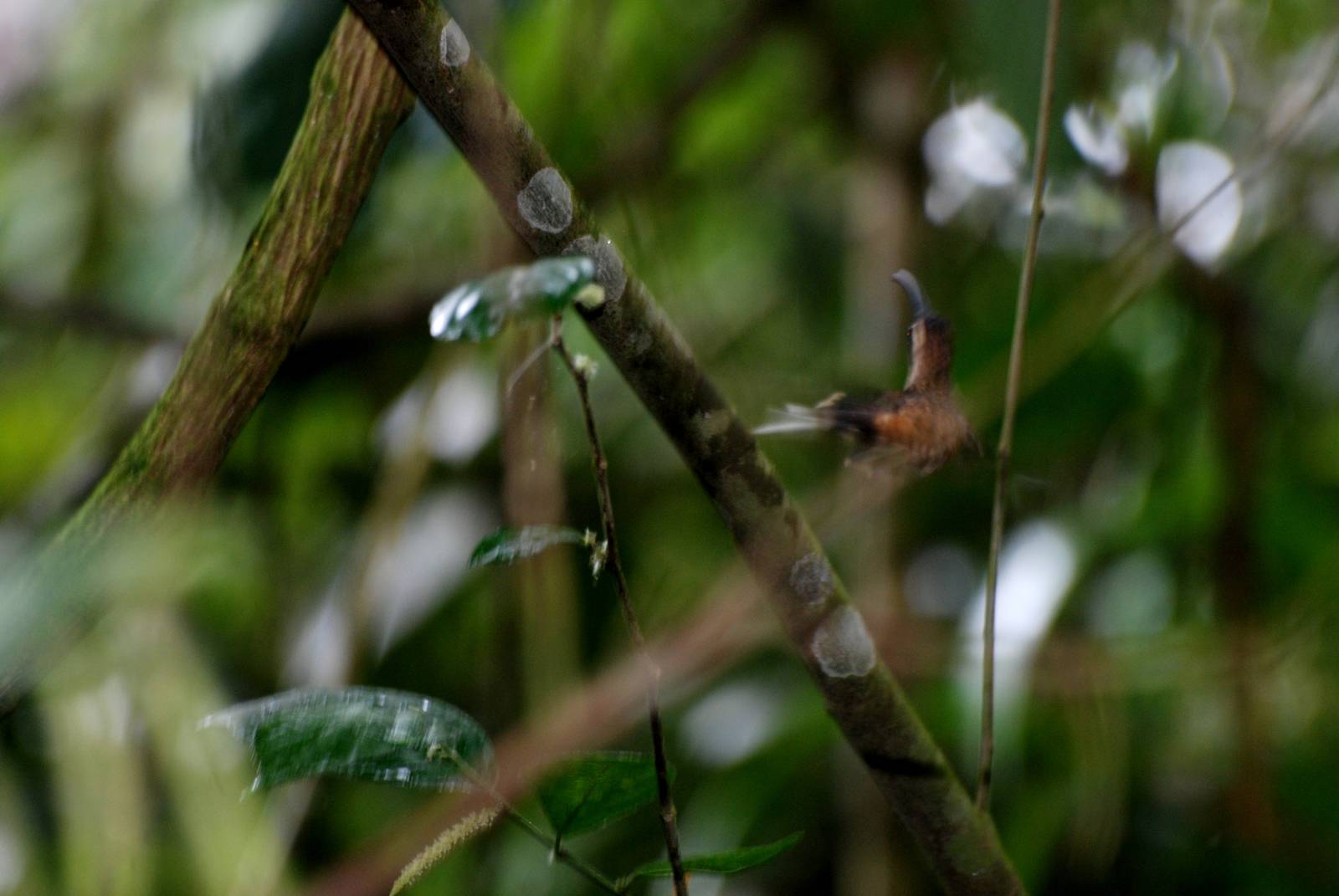 Long-billed Hermit at Arenal, 18/04/14