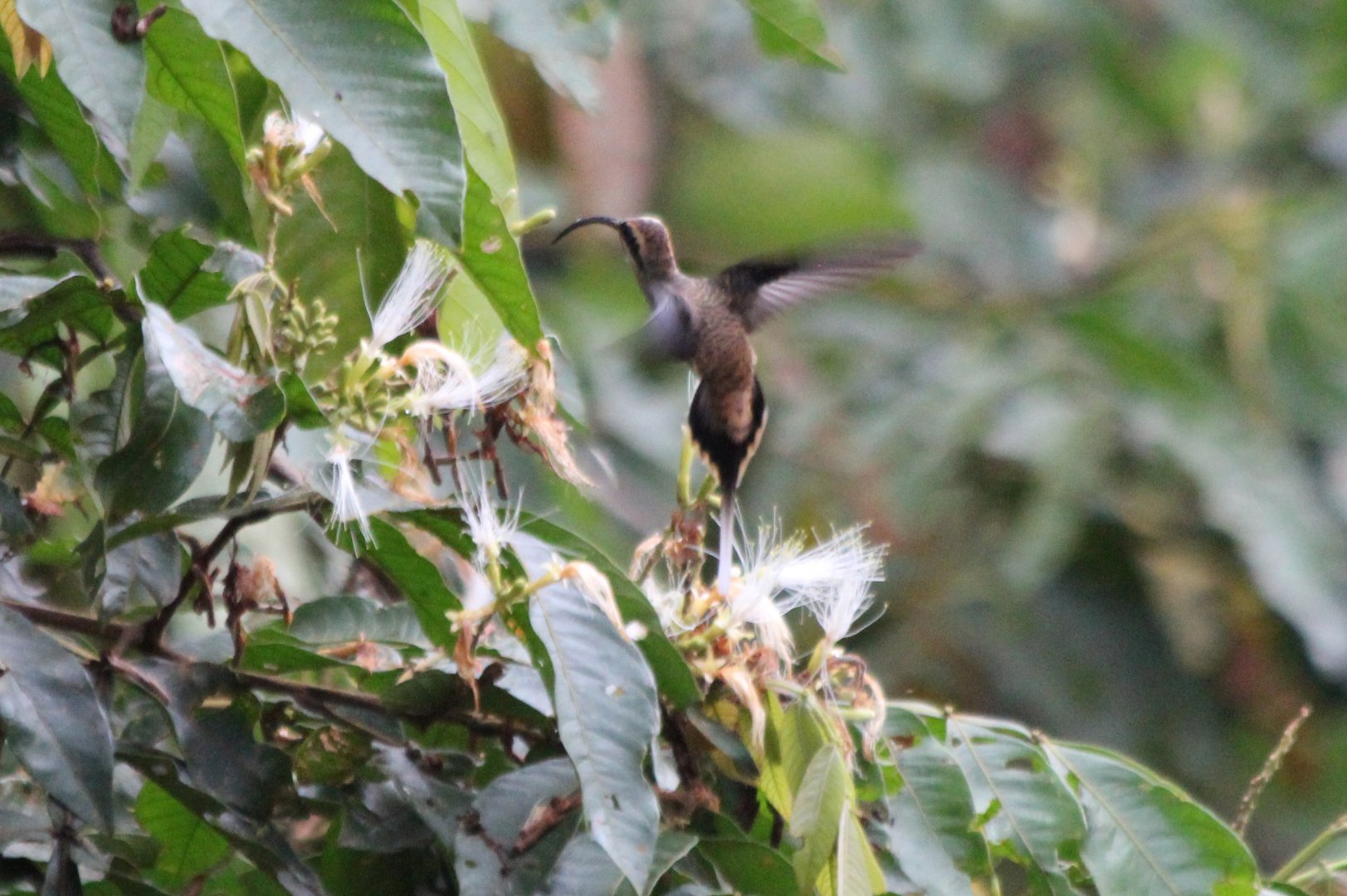 Long-billed Hermit Hummingbird - Mar 2019