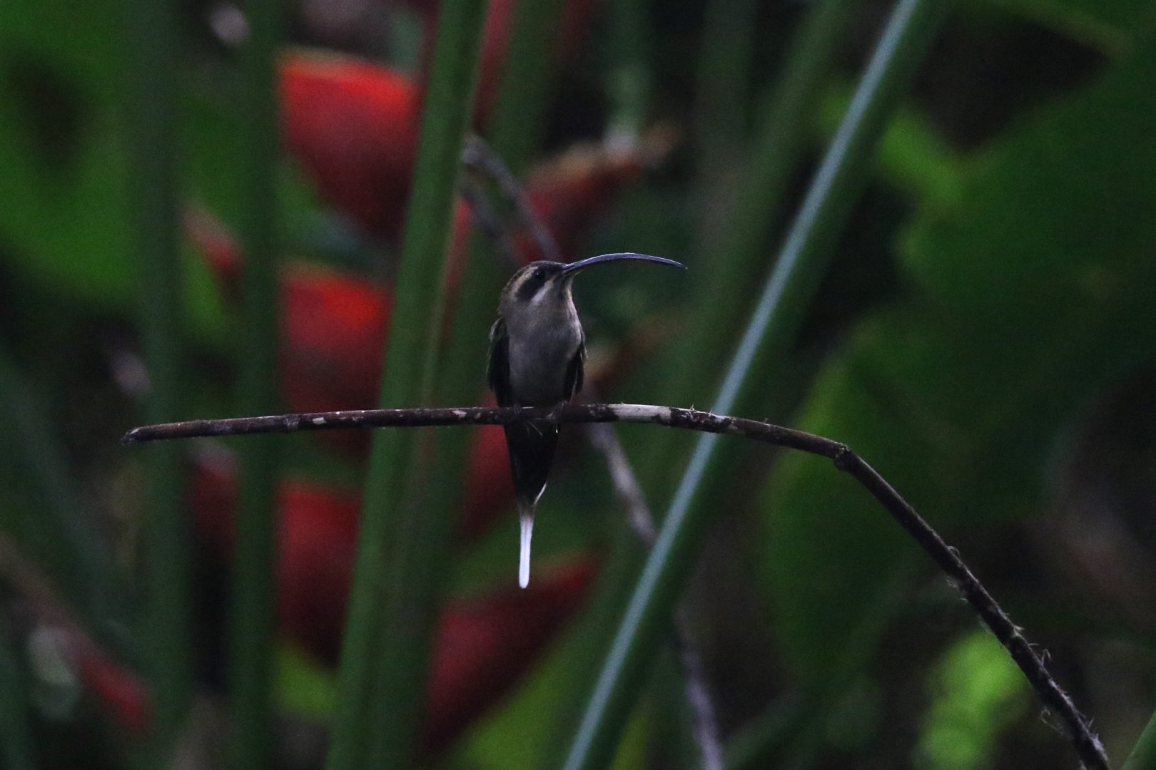 Long-billed Hermit
