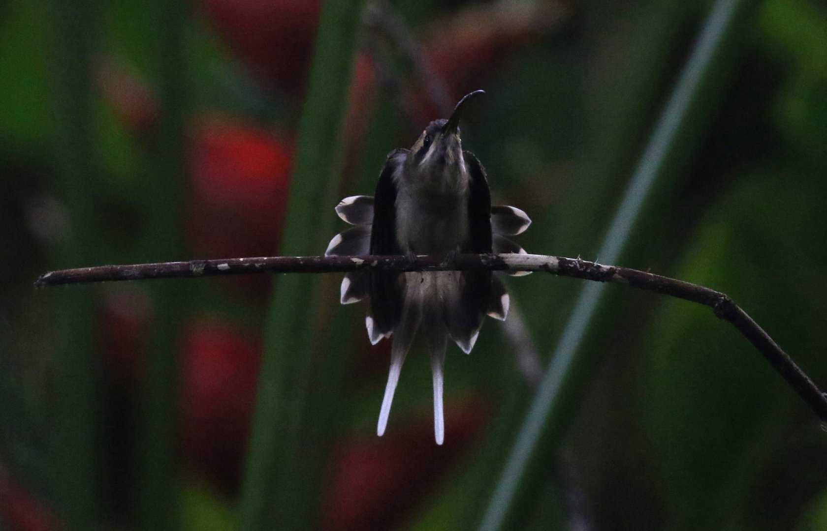 Long-billed Hermit