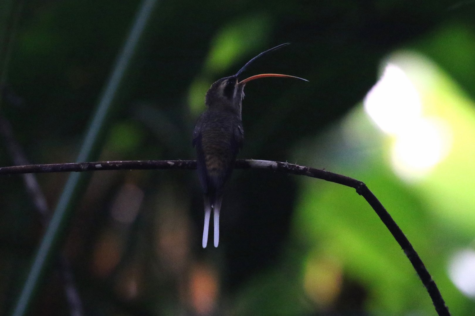 Long-billed Hermit