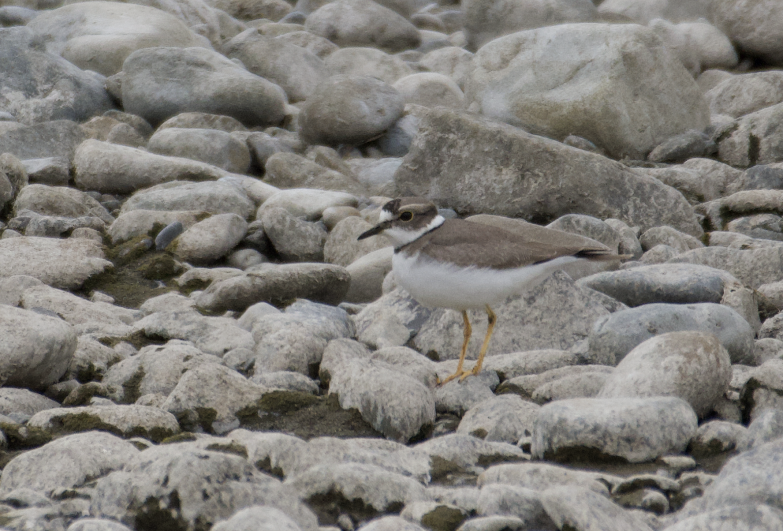 Long Billed Plover ~ Futako Tamagawa