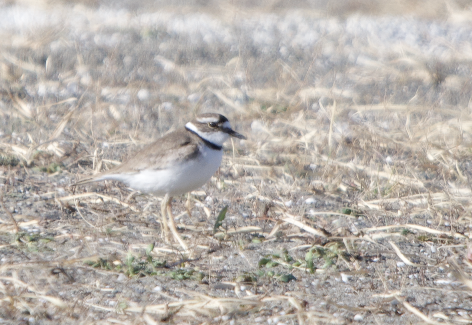 Long Billed Plover ~ Kasai Rinkai Park
