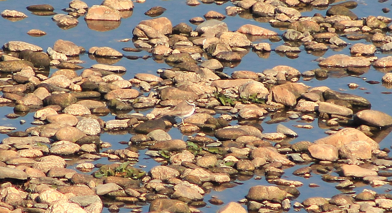 Long-billed Plover (Thinornis placidus)