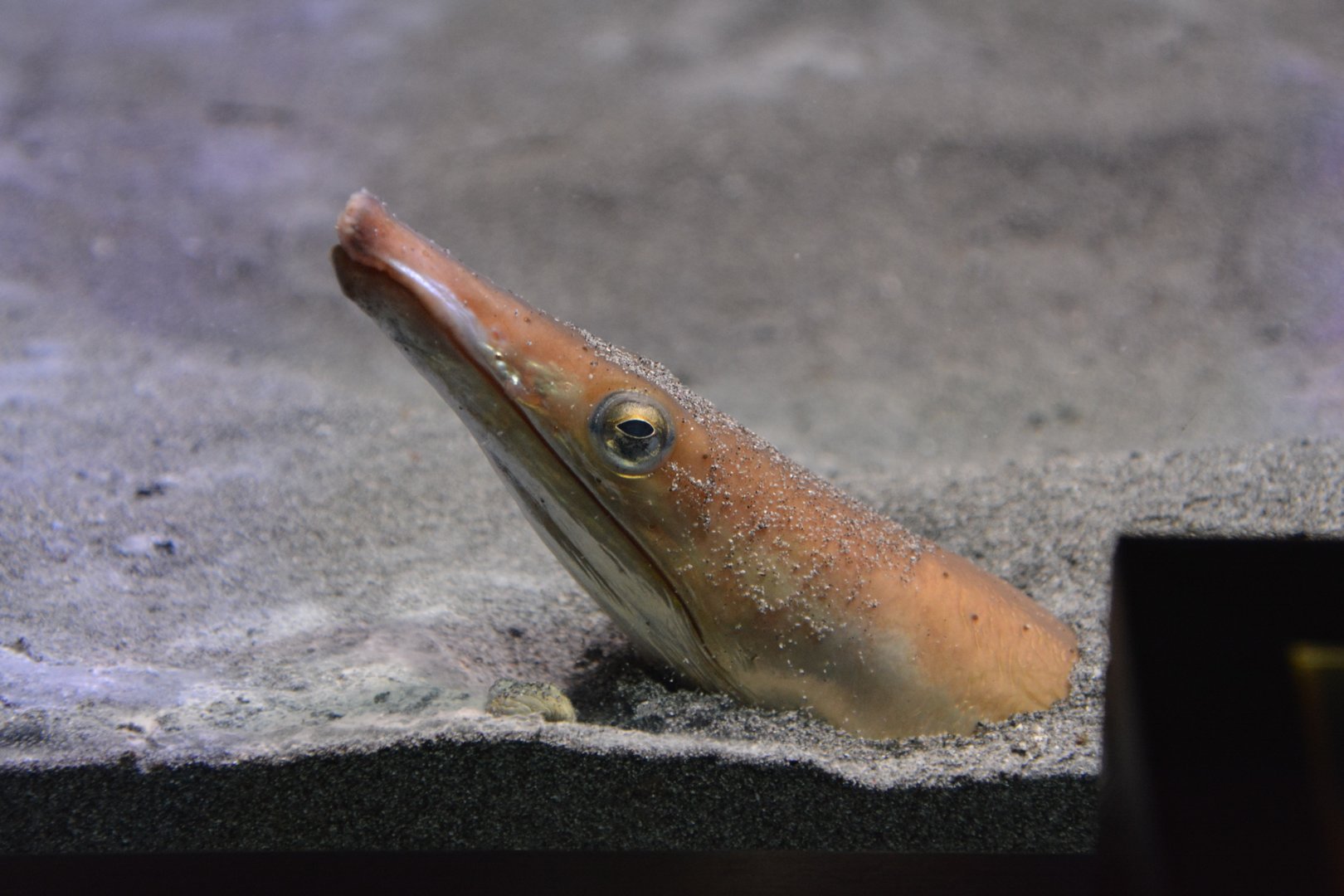 Long-billed snake eel (Ophisurus macrorhynchos)