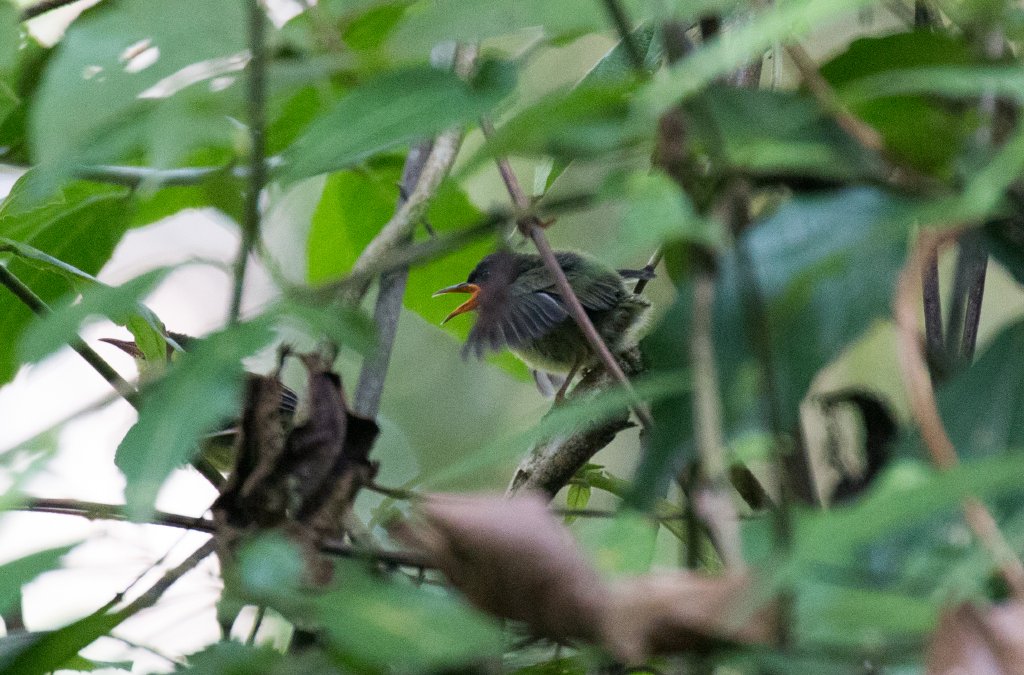 Long-billed Tailorbird juvenile
