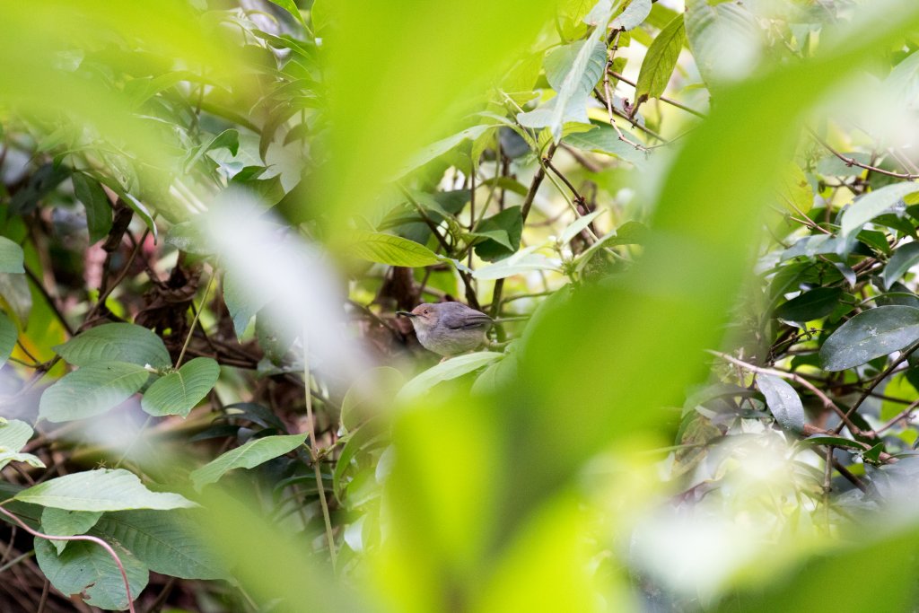 Long-billed Tailorbird