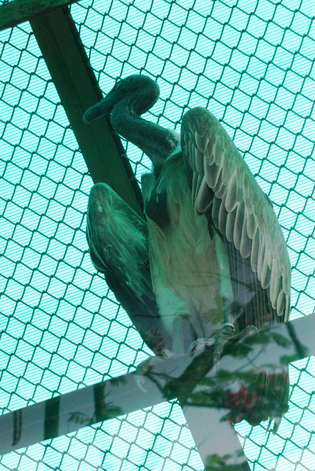 Long-billed Vulture at Saigon Zoo, 16/03/12