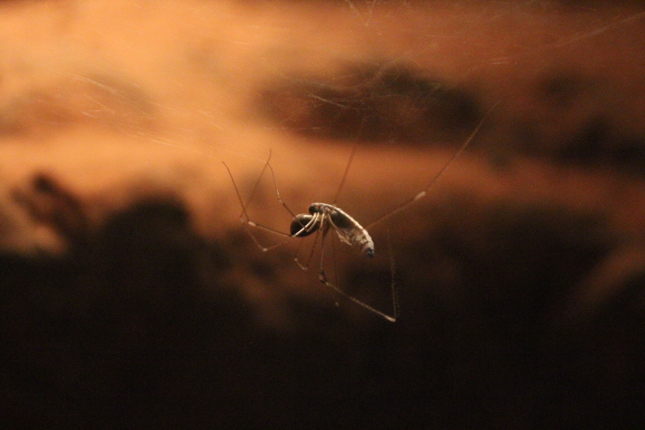 Long-bodied cellar spider (Pholcus phalangioides) - Wild