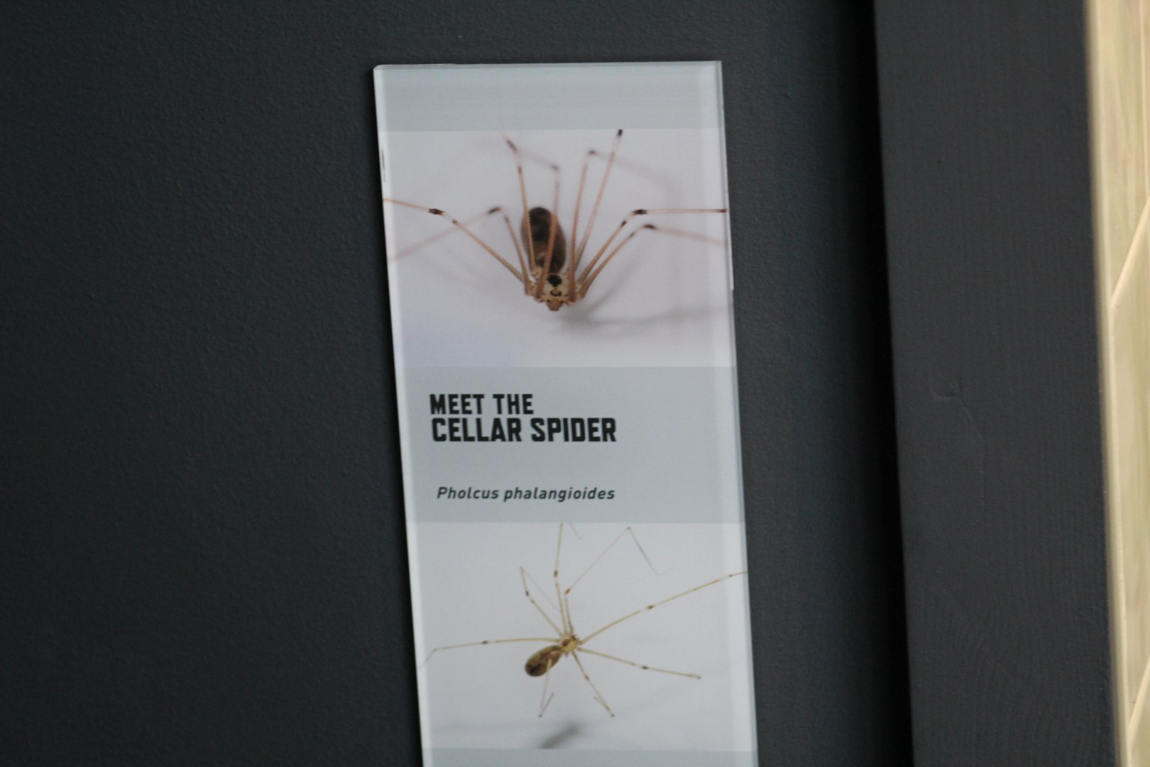 Long-Bodied Cellar Spider Signage