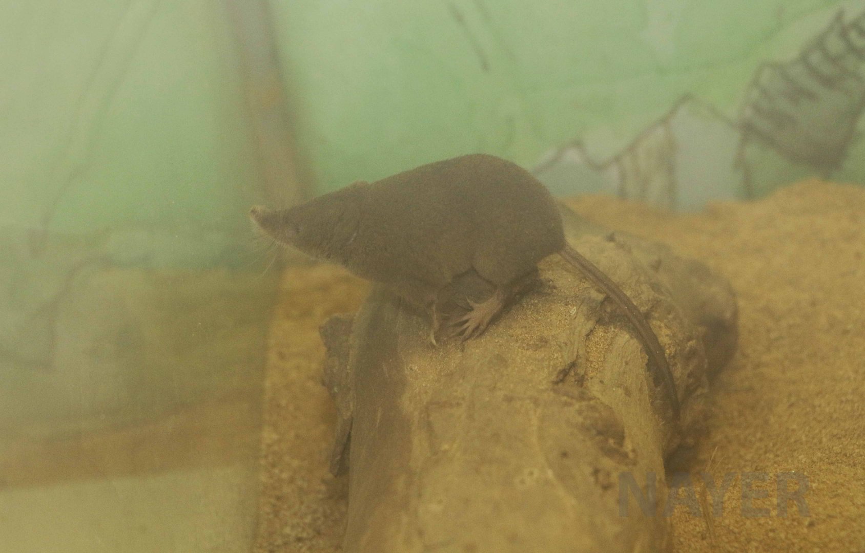 Long-clawed shrew, October 2017