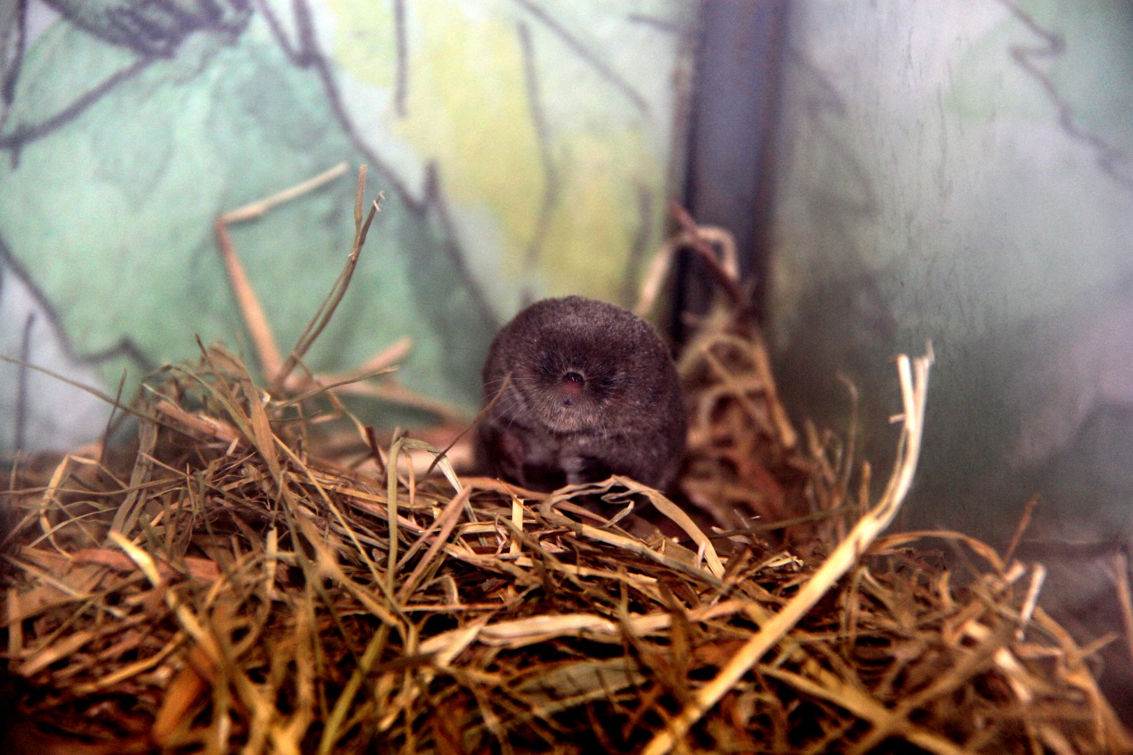 long-clawed shrew (Sorex unguiculatus)