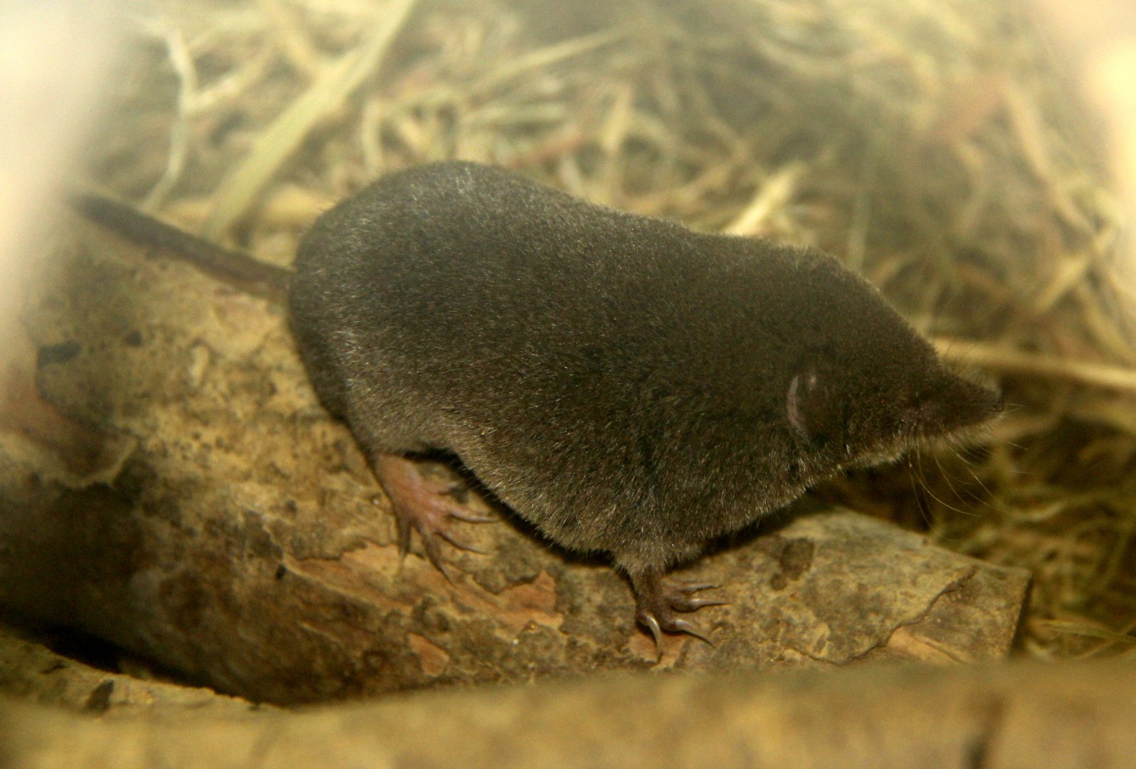 long-clawed shrew (Sorex unguiculatus)