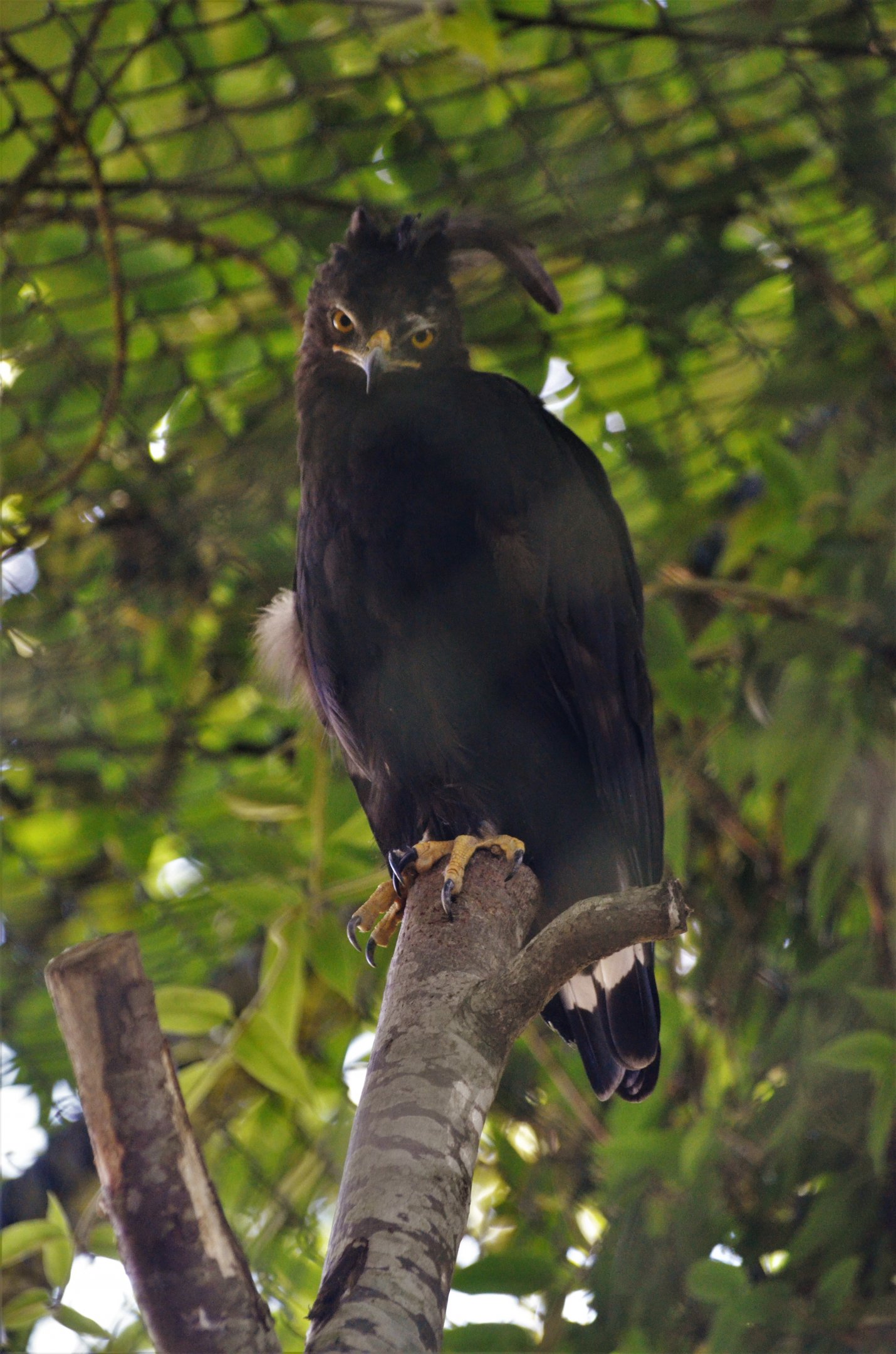 Long-crested Eagle at Beauval, 12/06/18