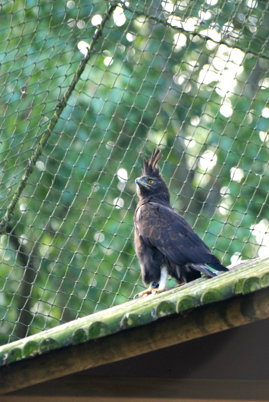 Long-crested Eagle at Pairi Daiza, 31/08/14