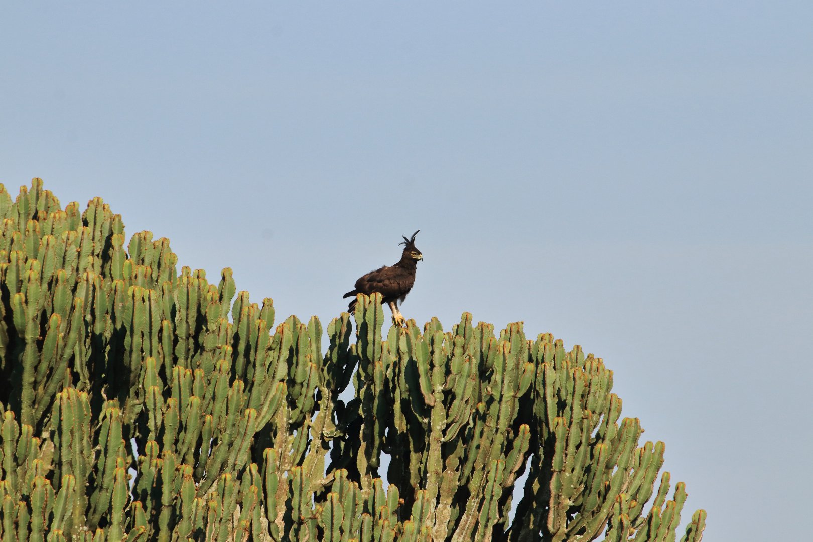 Long-crested eagle (January 2020)