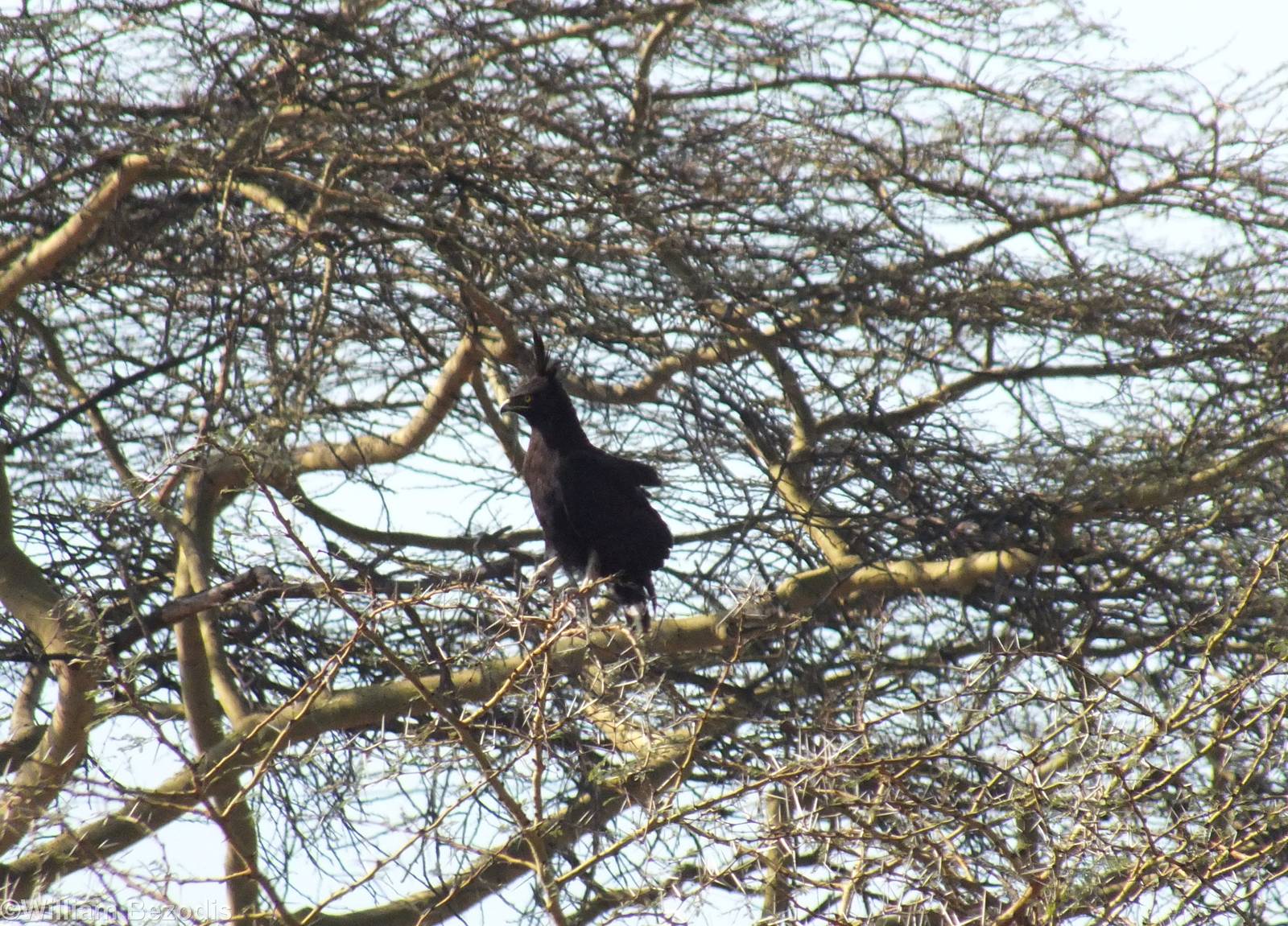 Long-crested Eagle - Lake Nakuru