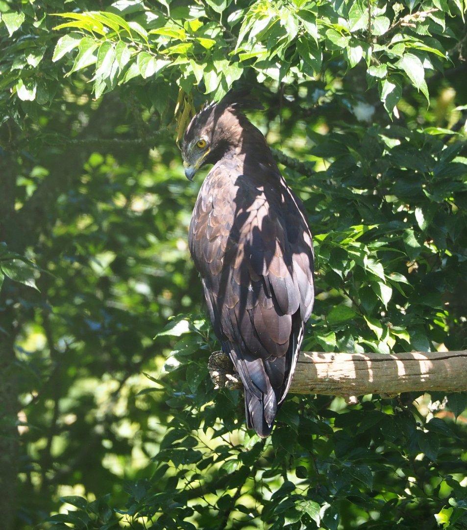 Long-crested eagle (Lophaetus occipitalis), 2022-06-28