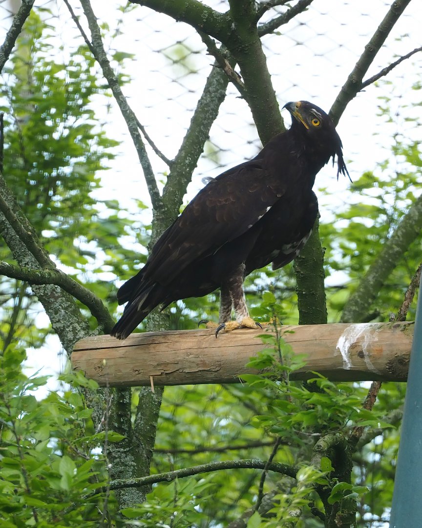 Long-crested eagle (Lophaetus occipitalis), 2023-05-16