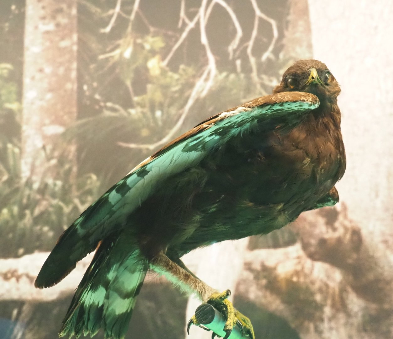 Long-crested eagle (Lophaetus occipitalis) specimen, 2021-10-20